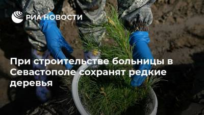 При строительстве больницы в Севастополе сохранят редкие деревья