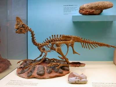 В Монголии ученые нашли останки динозавра нового вида