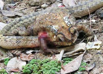 В Тайланде обнаружили змей-потрошителей
