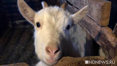 Власти Зауралья начали оплачивать курганцам покупку коз и коров: заявки от селян поступают сотнями