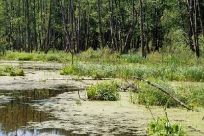 В Тверской области мужчина утонул в болоте