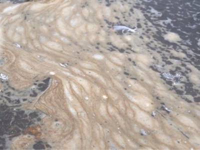 Ученые назвали размеры пятна, убившего все живое у берегов Камчатки