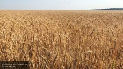 Российские аграрии готовятся собрать рекордный урожай