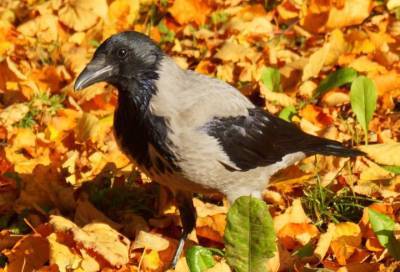 Хороша чертовка: Ворона удивила посетителей Гатчинского парка