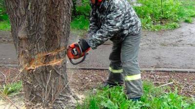 Во время работ по спиливанию деревьев в Новой Москве, погиб прохожий
