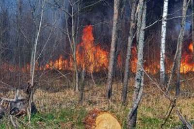 В ГСЧС отчитались о полной ликвидации пожаров в Луганской области