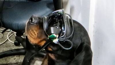 Вести.net: разработаны очки дополненной реальности для собак