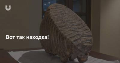 Зуб мамонта нашли в Шкловском районе — он уже в музее
