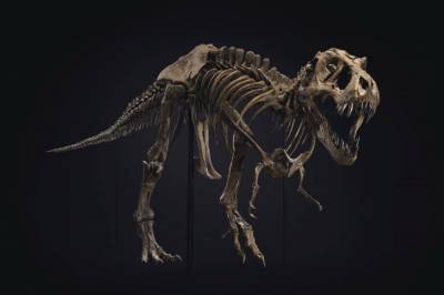 В США на аукционе продали скелет тиранозавра за рекордные 31,8 млн долларов