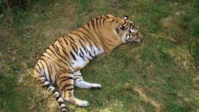 В Приморье пограничники нашли у мужчины замороженную тушу амурского тигра