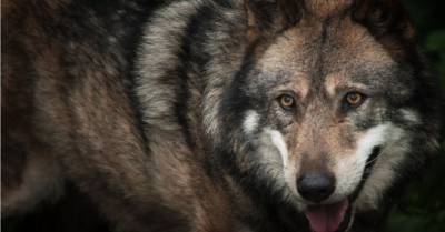 ВИДЕО: Под Талси на дороге водителя встретила стая волков