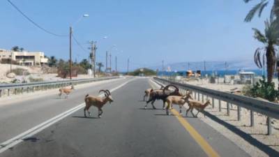 Видео: козлы разгуливают по шоссе у Мертвого моря