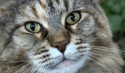Психологи научили общаться с кошками с помощью глаз
