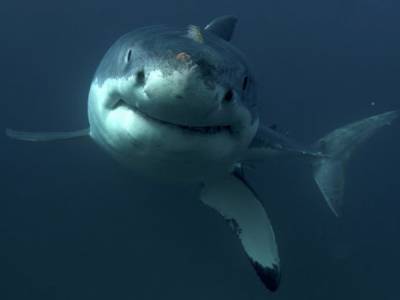 Операторы дрона в Австралии спасли чемпиона по серфингу от нападения акулы