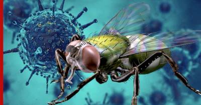 Ученые выяснили, способны ли мухи переносить коронавирус