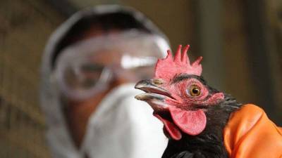 В Костанайской области птицефабрика приостановила работу после падежа из-за птичьего гриппа