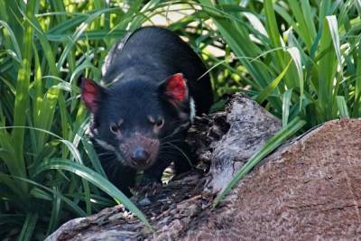 Тасманский дьявол вернулся на материковую Австралию впервые за 600 лет