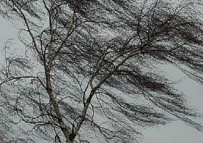 МЧС предупредило рязанцев об усилении ветра