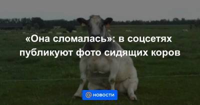 «Она сломалась»: в соцсетях публикуют фото сидящих коров