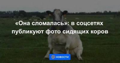 Она сломалась: в соцсетях публикуют фото сидящих коров