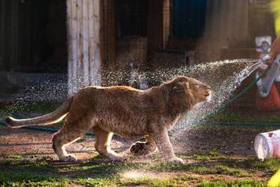 Спасенного львенка Симбу из Дагестана отправят в Танзанию в конце октября