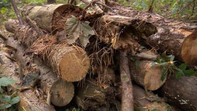 В Калининградской области вместо сухостоя вырубают здоровые деревья