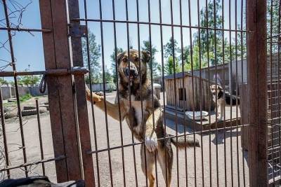 Как строится новый приют для животных, рассказали псковские зоозащитники