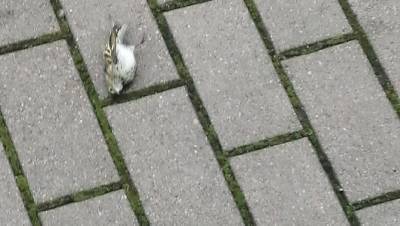 "Птицы падают с неба": жители сообщают о мертвых пернатых у площади Бехтерева