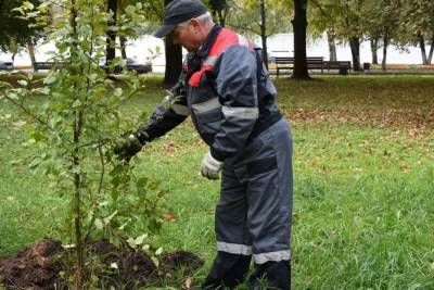 Зеленеет даже осенью: в Костроме активно проходит посадка новых насаждений