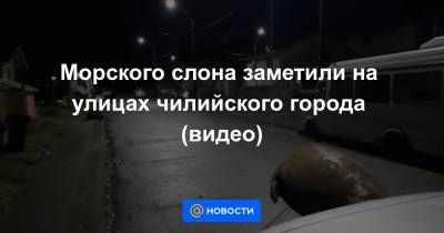 Морского слона заметили на улицах чилийского города (видео)