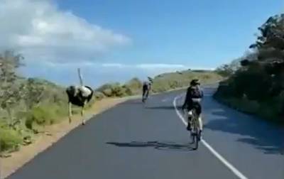 В ЮАР страус соревновался с велогонщиками