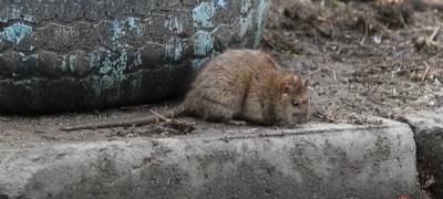 Крысы в городе: фотограф показал "хвостатый Петрозаводск" (ВИДЕО)