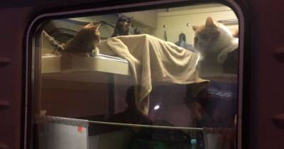 Пассажир выкупил купе для своих котов в поезде Москва — Анапа