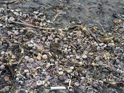 Океан отравлен: набережную в центре Петропавловска-Камчатского завалило мертвыми морскими животными