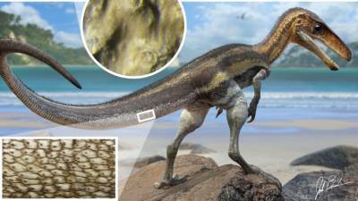 Впервые обнаружены органы осязания динозавров