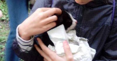 В Калининграде спасатели достали застрявшего в ливнёвке котёнка (фото)