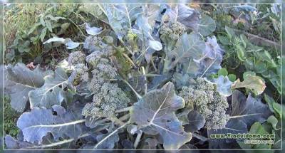 Выращивание цветной капусты и брокколи – посадка и уход. (Самарская область)