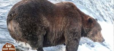 На Аляске выбрали самого располневшего медведя (ФОТО)