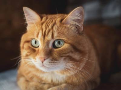 Британские ученые нашли действенный способ общения с котами при помощи прищура глаз