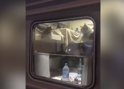 Пассажир выкупил купе для своих котов в поезде Москва – Анапа