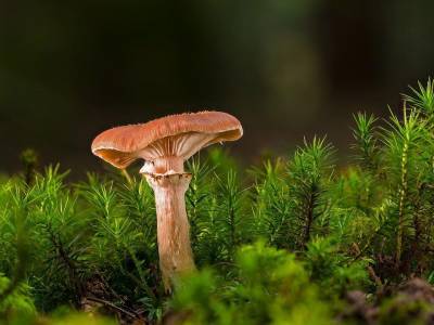 Корейские ученые обнаружили у древесного гриба новые целебные свойства