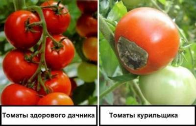 Чем нужно обработать по осени грядки, чтобы в будущем году защитить помидоры и огурцы от заразы