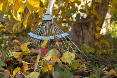10 идей, что делать с опавшими осенью листьями