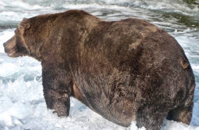 На Аляске выбрали самого толстого медведя