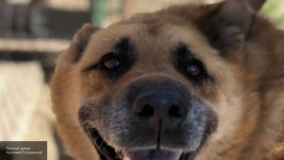 Служебные собаки на таможне нашли 3,5 млн недекларированных рублей