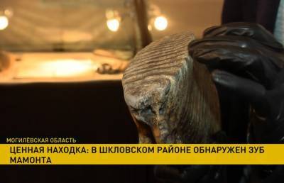Зуб мамонта обнаружили рабочие в Шкловском районе