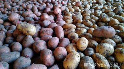 Эксперты озвучили недопустимые ошибки при варке картофеля