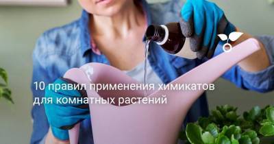 10 правил применения химикатов для комнатных растений