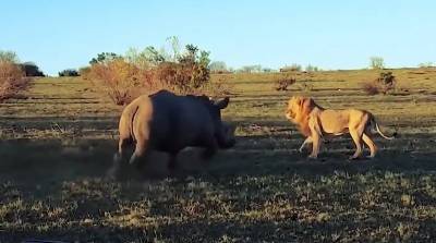 Настырный носорог прервал любовные утехи львов и рассмешил туристов - видео