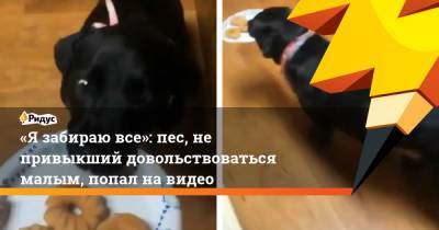 «Я забираю все»: пес, не привыкший довольствоваться малым, попал на видео